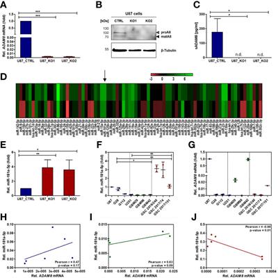 The Metalloprotease-Disintegrin ADAM8 Alters the Tumor Suppressor miR-181a-5p Expression Profile in Glioblastoma Thereby Contributing to Its Aggressiveness